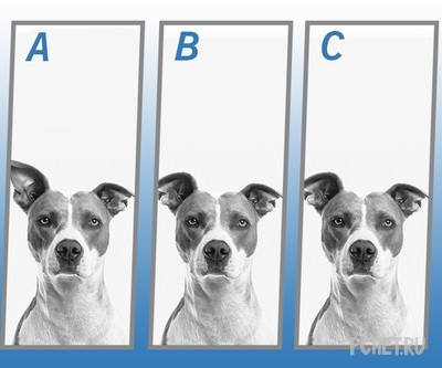 Ответы на Quiz Diva - Spot The Difference Puppy