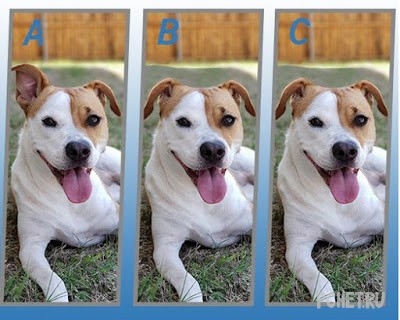 Ответы на Quiz Diva - Spot The Difference Puppy