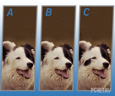 Ответы на Quiz Diva - Spot The Difference Puppy