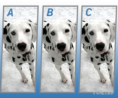 Ответы на Quiz Diva - Spot The Difference Puppy