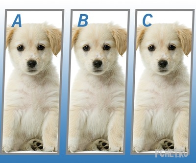 Ответы на Quiz Diva - Spot The Difference Puppy