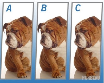 Ответы на Quiz Diva - Spot The Difference Puppy