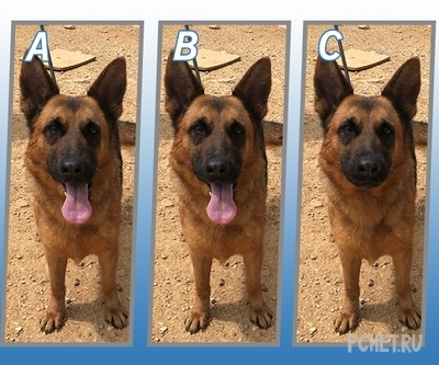 Ответы на Quiz Diva - Spot The Difference Puppy