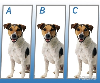 Ответы на Quiz Diva - Spot The Difference Puppy