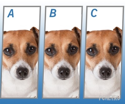 Ответы на Quiz Diva - Spot The Difference Puppy