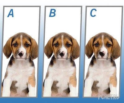 Ответы на Quiz Diva - Spot The Difference Puppy