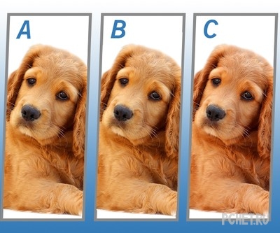 Ответы на Quiz Diva - Spot The Difference Puppy