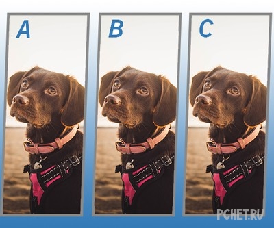 Ответы на Quiz Diva - Spot The Difference Puppy