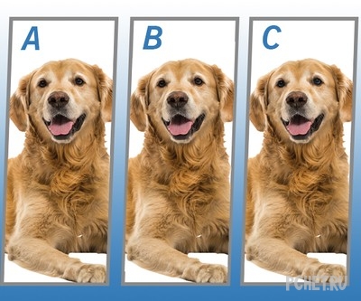 Ответы на Quiz Diva - Spot The Difference Puppy