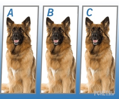 Ответы на Quiz Diva - Spot The Difference Puppy