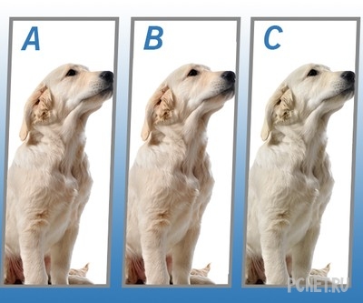 Ответы на Quiz Diva - Spot The Difference Puppy