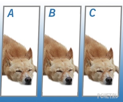 Ответы на Quiz Diva - Spot The Difference Puppy