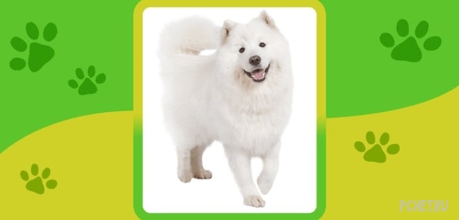 Ответы на Name the Dog breed