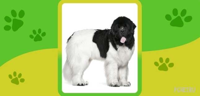 Ответы на Name the Dog breed