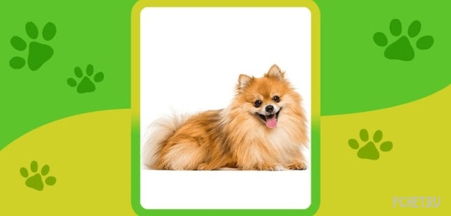 Ответы на Name the Dog breed