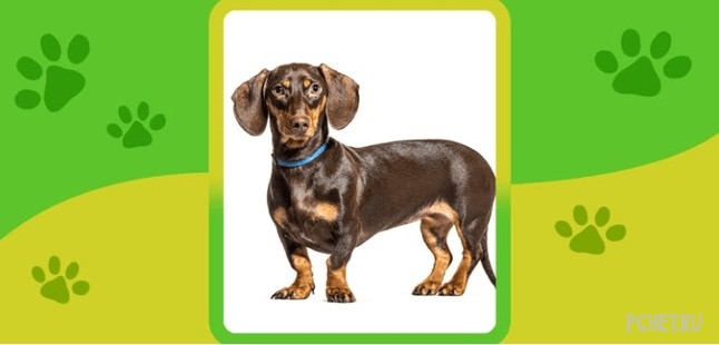 Ответы на Name the Dog breed