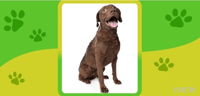 Ответы на Name the Dog breed