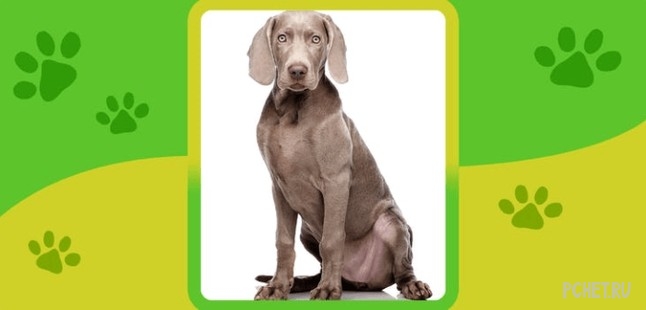 Ответы на Name the Dog breed