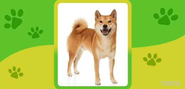 Ответы на Name the Dog breed