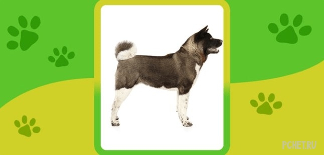 Ответы на Name the Dog breed