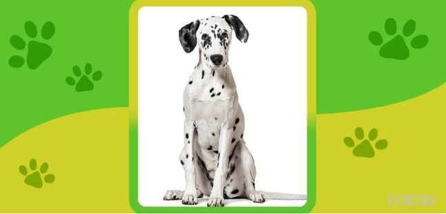 Ответы на Name the Dog breed