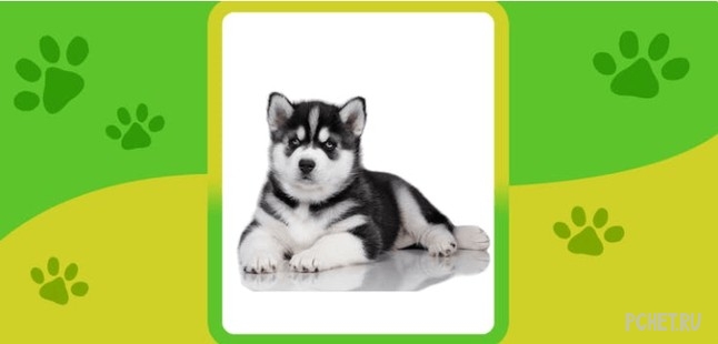 Ответы на Name the Dog breed