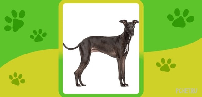 Ответы на Name the Dog breed