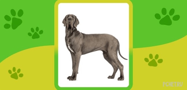 Ответы на Name the Dog breed